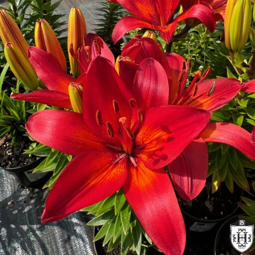 Lilium asiatic 'FantAsiatic Red' - Aasia liilia 'FantAsiatic Red' P11/0,75L